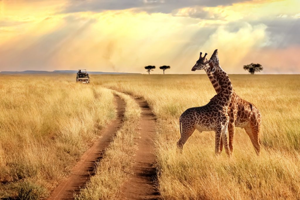 meilleure période Safari en Tanzanie